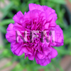 carnation purple